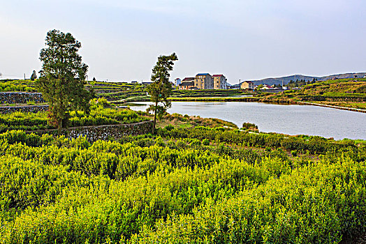 山村,茶园