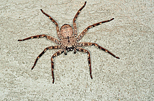 巨大,蟹蛛,潘塔纳尔,巴西,南美