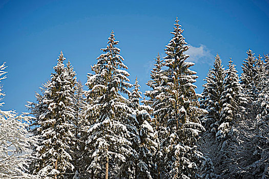积雪,挪威针杉,欧洲云杉,树,树林,冬天,巴伐利亚森林,巴伐利亚,德国