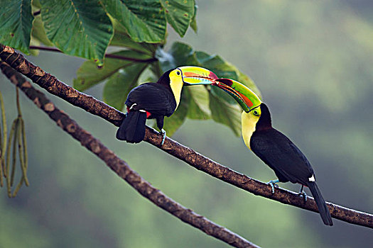 巨嘴鸟,树,省,哥斯达黎加,北美