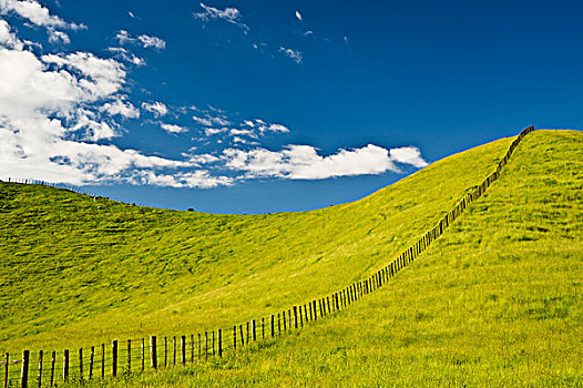 木篱,柱子,跑,草场,新西兰