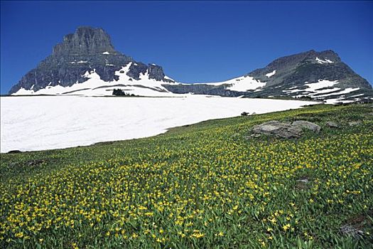 冰河,百合,地点,开花,落基山脉,北美