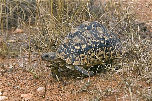 肯尼亚,西察沃国家公园,豹纹龟