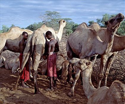 骆驼,早晨,牧人,最好,季节,罐,向上,五个,白天,制作,重要,牲畜,资源,动物,相同,文化
