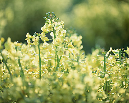 花椰菜,花