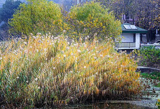 深秋季节的芦苇丛,拍摄于南京玄武湖