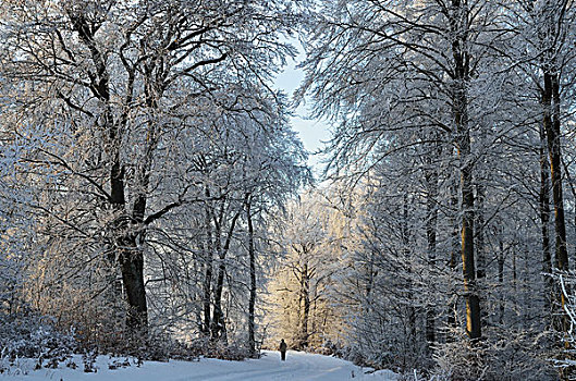 人,冬天,道路,靠近,巴登符腾堡,德国