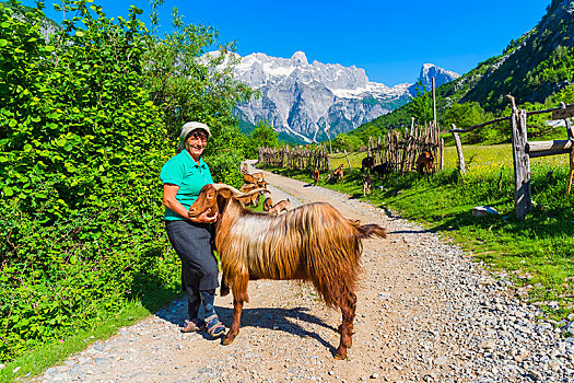 山羊,乡村,山谷,阿尔巴尼亚,欧洲