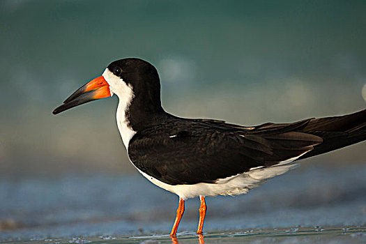 黑色,漏勺,休息,岸边,黑剪嘴鸥,墨西哥湾,佛罗里达