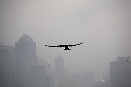 香港回归十周年图片展览－香港天空飞翔的鹰