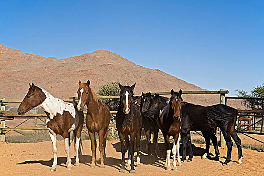 马,农场,纳米比亚,非洲