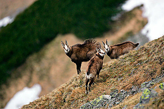 岩羚羊,臆羚,三个,山,斜坡,喀尔巴阡山脉地区,波兰