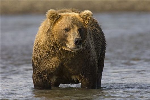 阿拉斯加棕熊,棕熊,站在水中,湾,阿拉斯加,美国