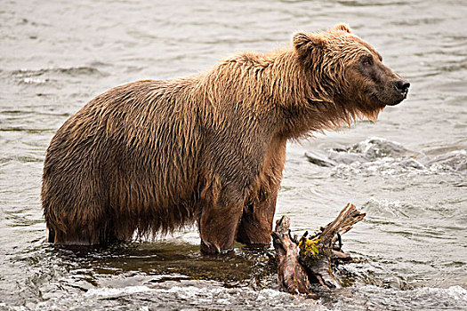 棕熊,站立,旁侧,登录,河