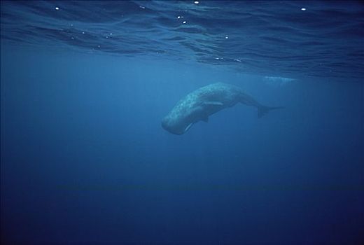 抹香鲸,成年,水下,斯里兰卡