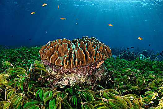 珊瑚,海草,塞舌尔