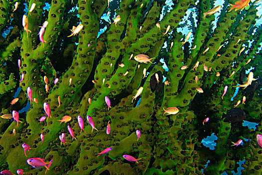 大,珊瑚,鱼群,米尔恩湾,巴布亚新几内亚