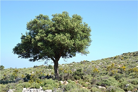 橄榄树,小丘,克里特岛