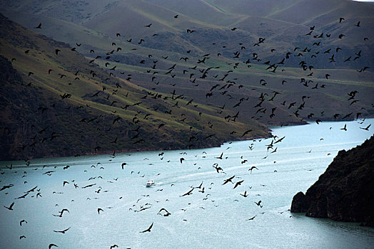 新疆喀拉峻山谷成群的乌鸦