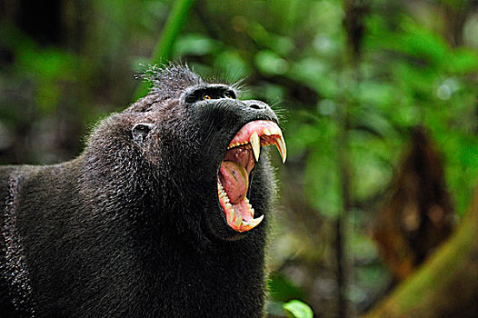 黑色,短尾猿,弥猴属,北方,苏拉威西岛,印度尼西亚