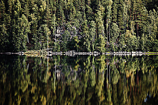 树林,反射,安静,湖