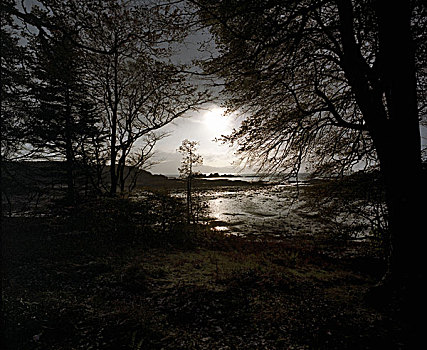 日落,剪影,树,湖,苏格兰
