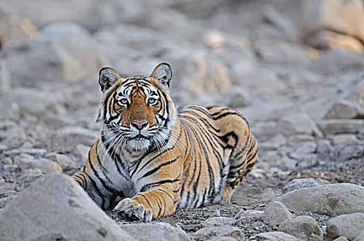 印度,孟加拉虎,虎,伦滕波尔国家公园,拉贾斯坦邦,亚洲