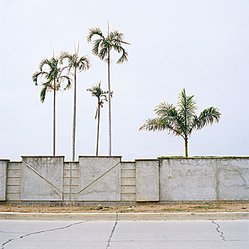 棕榈树,后面,墙壁,厄瓜多尔