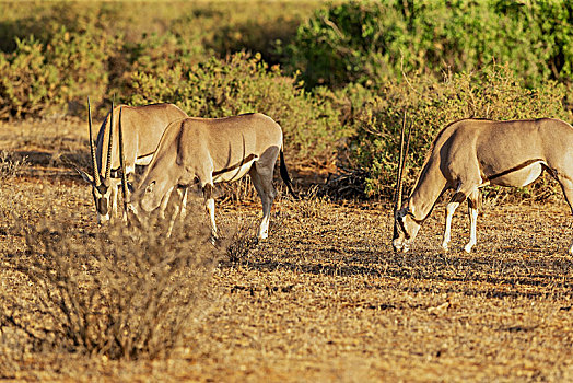 生活在肯尼亚稀树草原里的东非剑羚