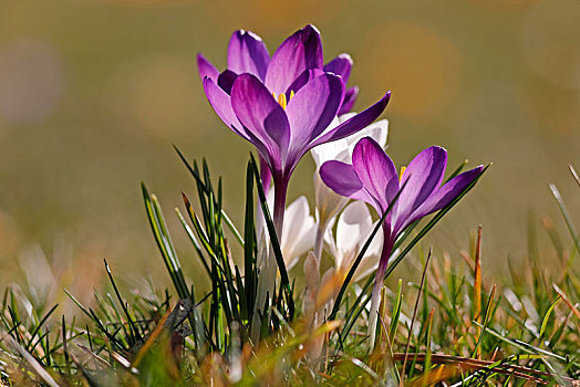 藏红花,紫色,白色,花,德国,欧洲