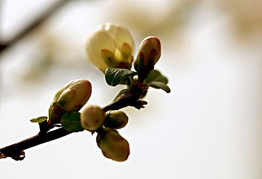 春季花卉