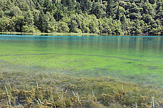 九寨沟孔雀海