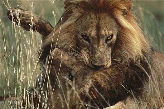 非洲狮,狮子,塞伦盖蒂国家公园,坦桑尼亚