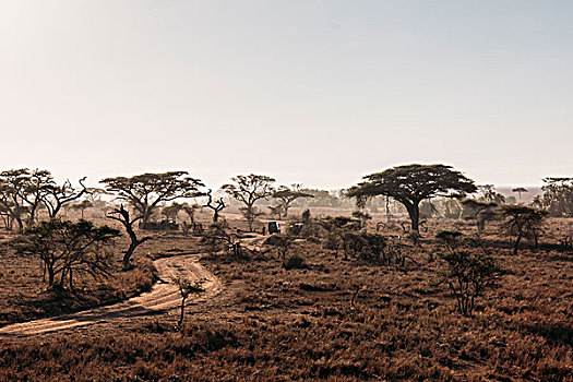 树,土路,平和,晴朗,塞伦盖蒂,坦桑尼亚