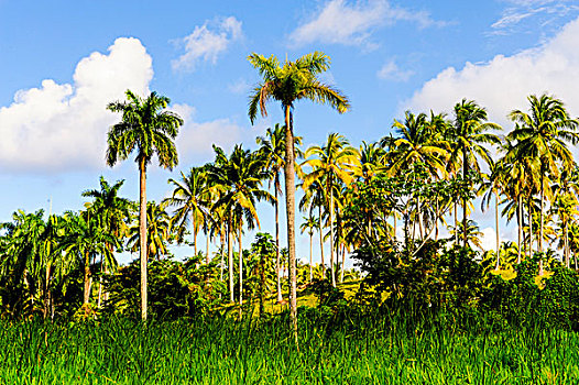 棕榈树,种植园,巴拉科阿,古巴