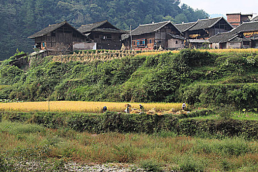 山村田野