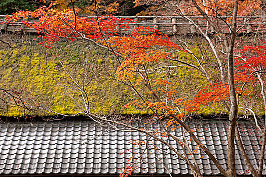 秋色,京都,日本