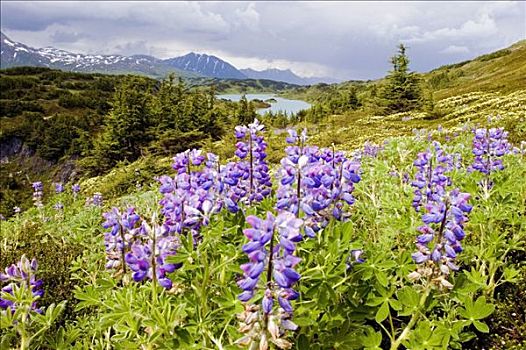 花,靠近,湖,阿拉斯加,楚加奇国家森林,夏天