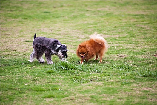 小髯犬,博美狗,狗