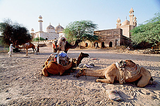 巴基斯坦,旁遮普,沙漠,男人,骆驼