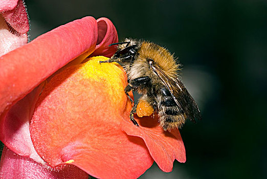 褐色,大黄蜂,熊蜂,花,展示,花粉,腿,荷兰