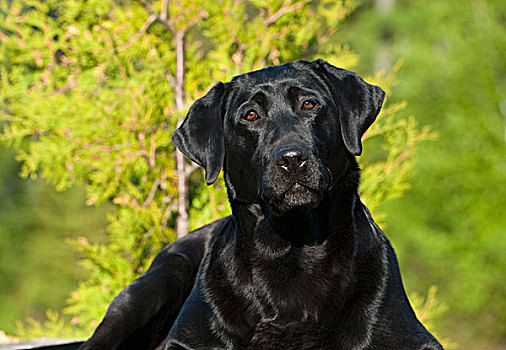 黑色拉布拉多犬,狗