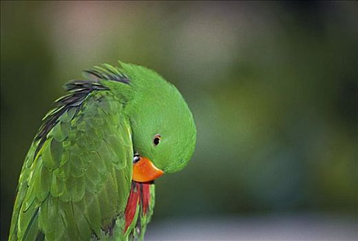 鲜明,绿色,鹦鹉,清洁,模糊,背景