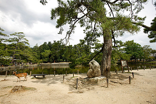 日本,奈良,东大寺