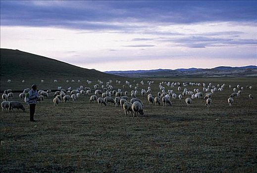 绵羊,牧羊人,农业,蒙古,中国,亚洲