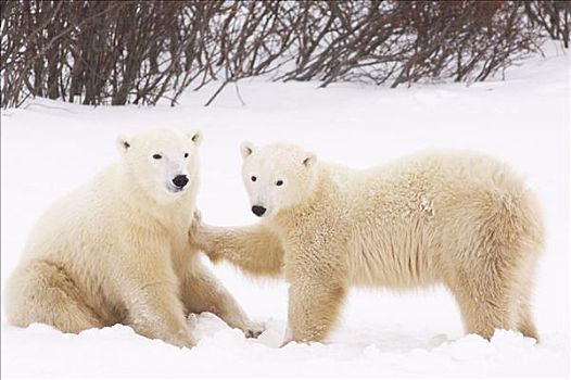 北极熊,玩,丘吉尔市,曼尼托巴,加拿大
