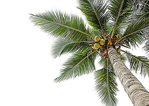 椰树,白色背景