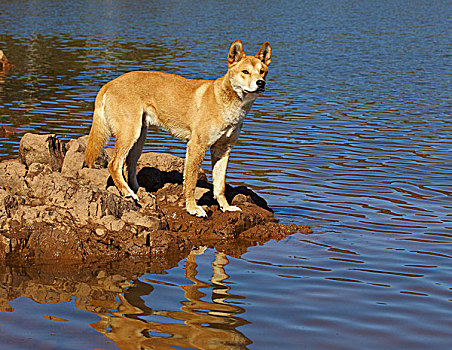 澳洲野狗,狼,湖,岸边,维多利亚,澳大利亚