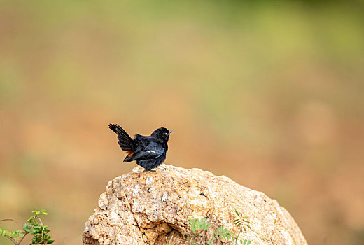 站在石头或秃枝顶端鸣唱的印度黑鸲鸟