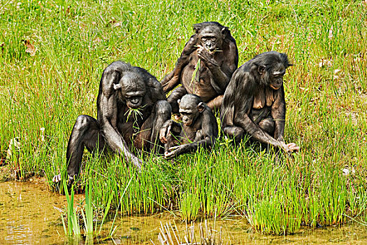 倭黑猩猩,家庭,成年,年轻,叶子,边缘,水,俘获
